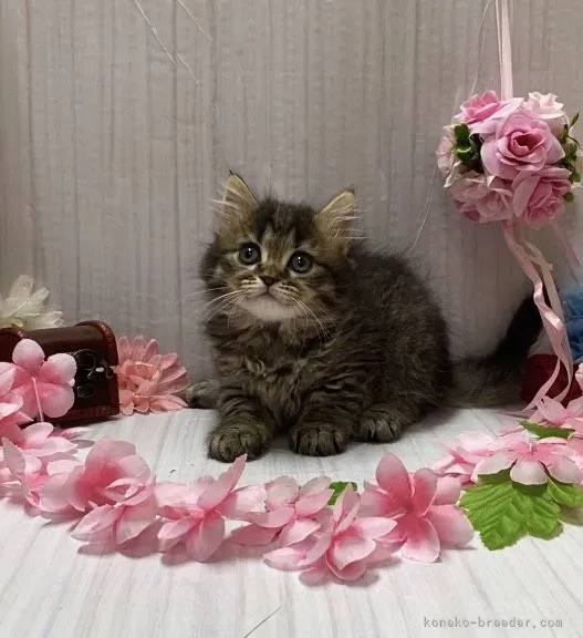 ID:2106-01279の子猫