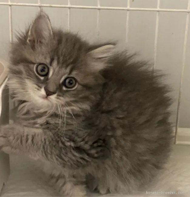 ID：2204-01201の子猫