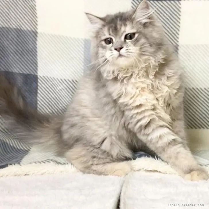 ID：2212-02539の子猫