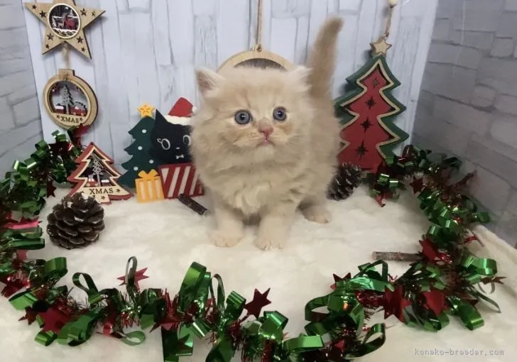ID:2111-02255の子猫