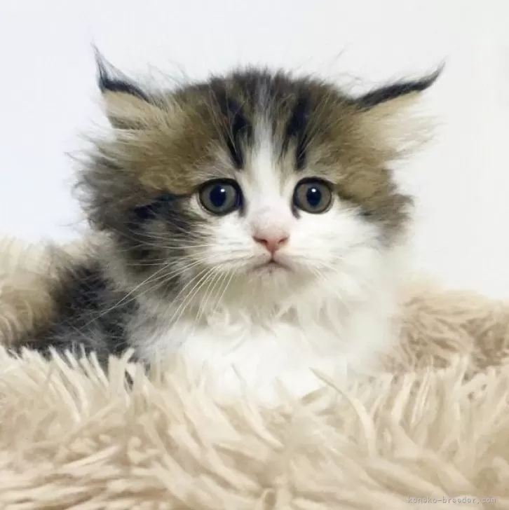 YN 様のお迎えした子猫