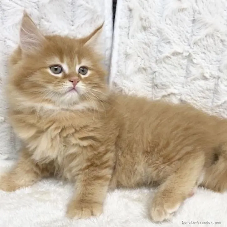 ID:2211-02502の子猫