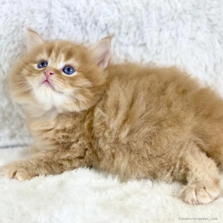 ID：2211-02501の子猫