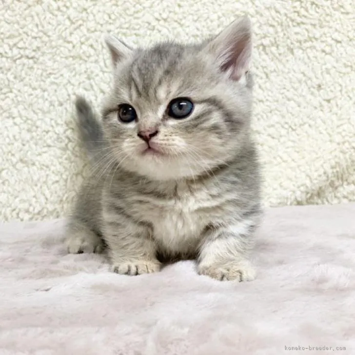 ID：2211-02503の子猫