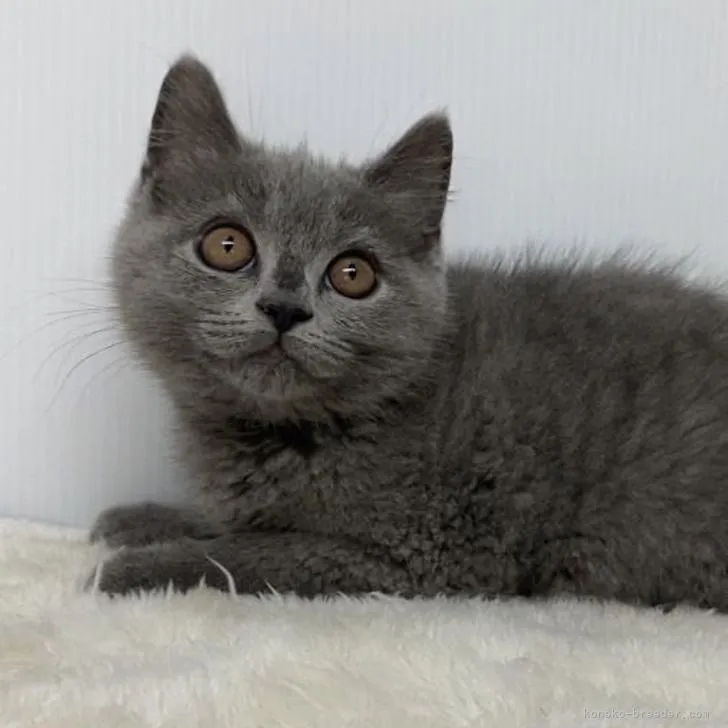 ID:2206-02891の子猫