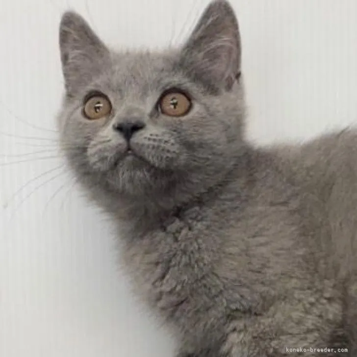 ID:2206-02809の子猫