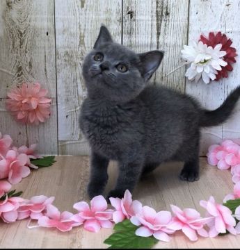 マンチカン(長足)【宮崎県・女の子・2020年2月20日・ブルー】の写真「人懐っこく遊ぶのが大好きな女の子🐈」