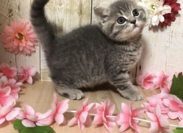 マンチカン(長足)【宮崎県・女の子・2019年9月16日・ブルーパッチドタビー】の写真「元気いっぱいで遊ぶのが大好きな女の子🐈」