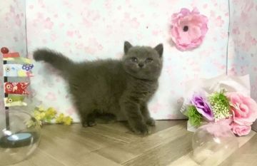 ブリティッシュショートヘア【宮崎県・女の子・2022年3月22日・ブルー】の写真「まん丸ブリブリしている女の子🐈」