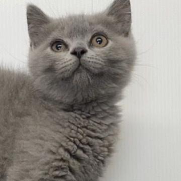 ブリティッシュショートヘア【宮崎県・男の子・2022年3月29日・ブルー】の写真「お目目クリクリの丸顔ブリ(^^♪」
