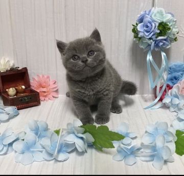 ブリティッシュショートヘア【宮崎県・男の子・2021年3月17日・ブルー】の写真「元気いっぱいで甘えん坊な男の子🐈」