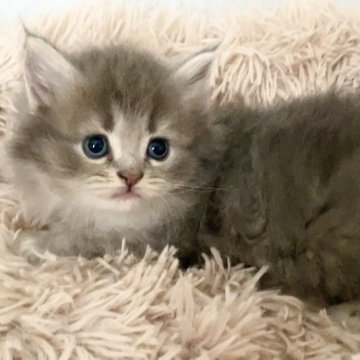 サイベリアン【宮崎県・女の子・2024年3月6日・ブルーパッチドタビー】の写真「なんとも可愛らしい顔の女の子🐈　」