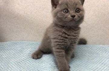 ブリティッシュショートヘア【宮崎県・男の子・2019年8月30日・ブルー】の写真「元気いっぱいで甘えん坊な男の子🐈」