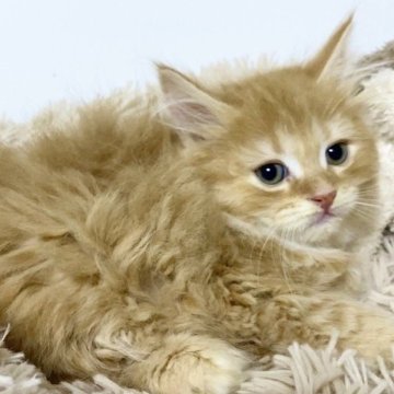 サイベリアン【宮崎県・男の子・2024年4月4日・レッドタビー】の写真「可愛い顔した男の子🐈」