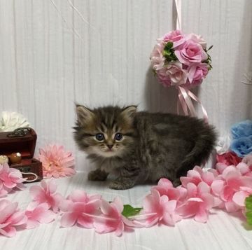 サイベリアン【宮崎県・女の子・2021年2月1日・ブラウンタビー】の写真「自由気ままで甘えん坊な女の子🐈」