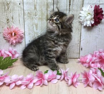 サイベリアン【宮崎県・女の子・2019年9月12日・ブラウンタビー】の写真「甘えん坊で自由気ままな女の子💛」