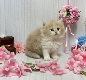 サイベリアン【宮崎県・女の子・2021年3月17日・クリームタビーホワイト】の写真「自由気ままで甘えん坊な女の子🐈」
