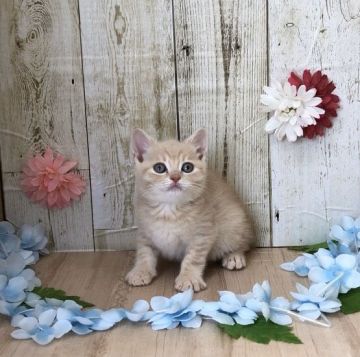 マンチカン(長足)【宮崎県・男の子・2020年2月20日・クリームタビー】の写真「やんちゃで遊ぶのが大好きな男の子🐈」
