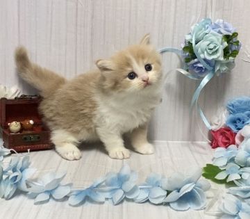 サイベリアン【宮崎県・男の子・2021年3月17日・クリームタビーホワイト】の写真「丸々していて元気いっぱいな男の子🐈」