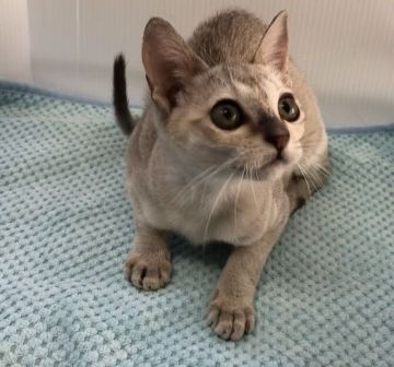 シンガプーラ【宮崎県・女の子・2019年4月24日・セピアアグーチ】の写真「甘えん坊で人間が大好きな女の子💛」