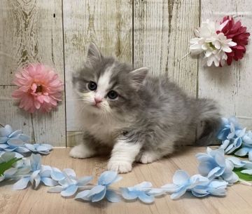 サイベリアン【宮崎県・男の子・2020年10月10日・ブルータビーホワイト】の写真「元気いっぱいで遊ぶのが大好きな男の子🐈」