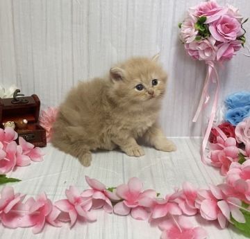 サイベリアン【宮崎県・女の子・2021年3月17日・クリームタビー】の写真「甘えん坊で自由気ままな女の子💛」