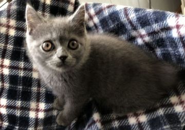 ブリティッシュショートヘア【宮崎県・男の子・2019年5月2日・ブルー】の写真「好奇心旺盛で丸々とした男の子」