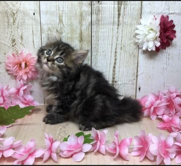 サイベリアン【宮崎県・女の子・2019年9月12日・ブラウンタビー】の写真「甘えん坊で自由気ままな女の子💛」