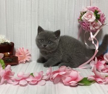 ブリティッシュショートヘア【宮崎県・女の子・2021年3月20日・ブルー】の写真「おとなしい（今はｗ）女の子です🐈」