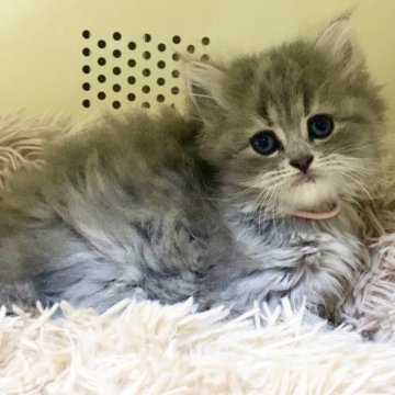 サイベリアン【宮崎県・女の子・2024年3月16日・ブルータビー】の写真「綺麗な柄の女の子🐈」