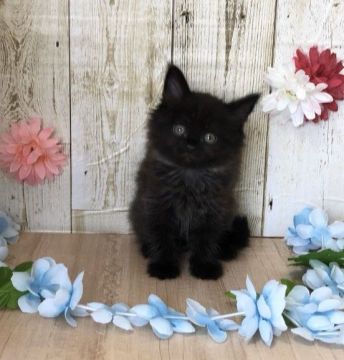 サイベリアン【宮崎県・男の子・2020年3月21日・ブラックスモーク】の写真「元気いっぱいで遊ぶのが大好きな男の子🐈」