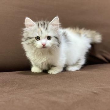 マンチカン(短足)【宮崎県・女の子・2022年8月19日・ダイリュートキャリコ】の写真「長毛で可愛らしい女の子🐈ゴロゴロ言って甘えん坊★」