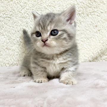 マンチカン(短足)【宮崎県・女の子・2022年10月14日・ブルーパッチドタビー】の写真「短足の丸丸顔の女の子( *´艸｀)」