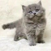 ブリティッシュロングヘア【宮崎県・男の子・2022年10月30日・ブルー】の写真1「12月21日撮影」