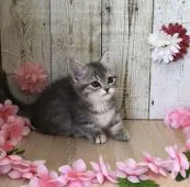 マンチカン(短足)【宮崎県・女の子・2020年2月20日・ブルーパッチドタビー】の写真1「4/24撮影」