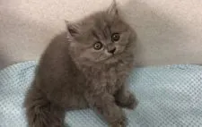 ブリティッシュロングヘア【宮崎県・女の子・2019年8月26日・ブルー】の写真1「10/16撮影」