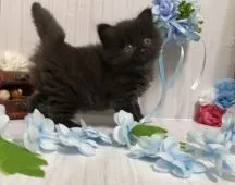 サイベリアン【宮崎県・男の子・2021年2月1日・ブラックスモーク】の写真1「３月２０日撮影」