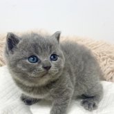 ブリティッシュショートヘア