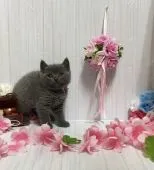 ブリティッシュショートヘア【宮崎県・女の子・2021年2月10日・ブルー】の写真1「３月２０日撮影」