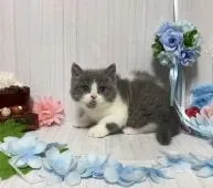 ブリティッシュショートヘア【宮崎県・男の子・2021年3月20日・ブルーホワイト】の写真1「5/8撮影」