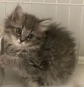 サイベリアン×ブリティッシュロングヘアー【宮崎県・男の子・2022年3月15日・ブルータビー】の写真1「５/１３撮影」