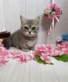 マンチカン(短足)【宮崎県・女の子・2021年5月26日・ブルーパッチドタビー】の写真1「8/4撮影」