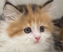 サイベリアン【宮崎県・女の子・2022年3月25日・キャリコ】の写真1「５/１３撮影」