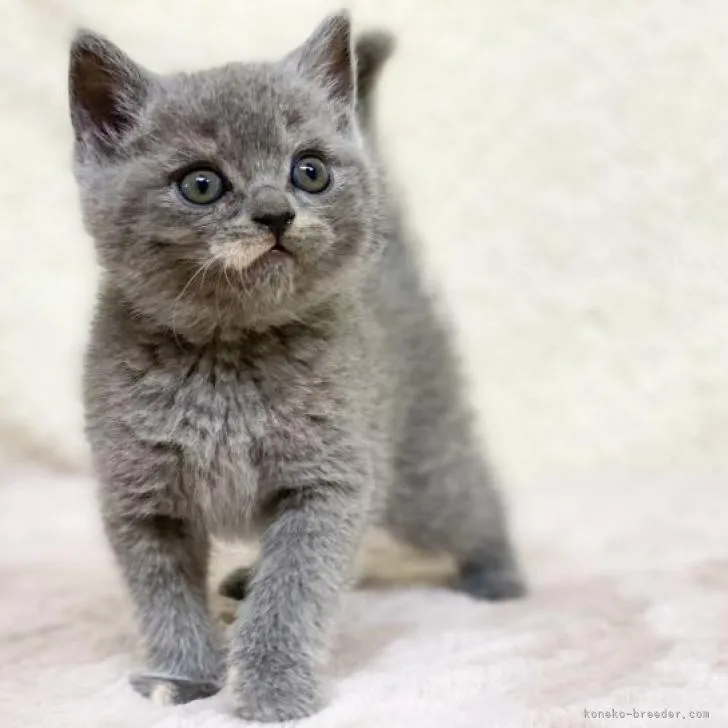 ID：2211-02507の子猫