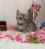 マンチカン(短足)【宮崎県・女の子・2021年5月26日・ブルーパッチドタビー】の写真2「8/4撮影」