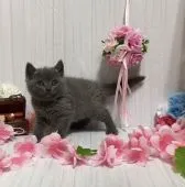 ブリティッシュショートヘア【宮崎県・女の子・2021年2月10日・ブルー】の写真2「３月２０日撮影」