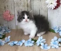 サイベリアン【宮崎県・男の子・2020年2月19日・ブルーホワイト】の写真2「4/2　撮影」