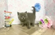 ブリティッシュショートヘア【宮崎県・男の子・2022年3月22日・ブルー】の写真2「4/28撮影」