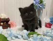 サイベリアン【宮崎県・男の子・2021年2月1日・ブラックスモーク】の写真2「３月２０日撮影」