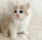 サイベリアン【宮崎県・男の子・2022年4月18日・クリームタビーホワイト】の写真2「6月10日撮影」